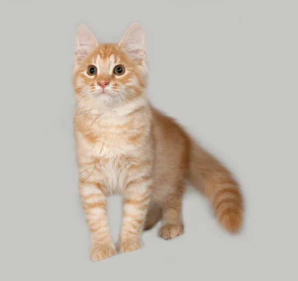 Red fluffy kitten standing on gray — Stock Photo, Image