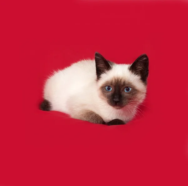 Thai gattino bugie su rosso — Foto Stock