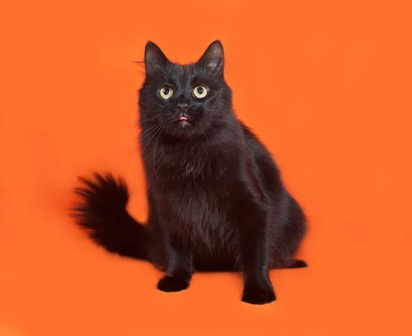 Black fluffy cat sits on orange — Stock Photo, Image