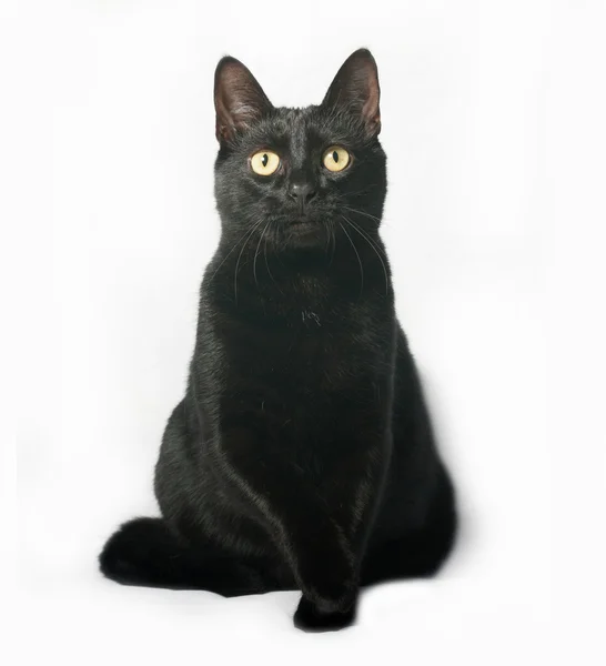 Czarny kot siedzi na szaro — Zdjęcie stockowe