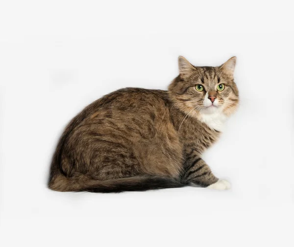 Csíkos bolyhos szibériai macska ül a szürke — Stock Fotó