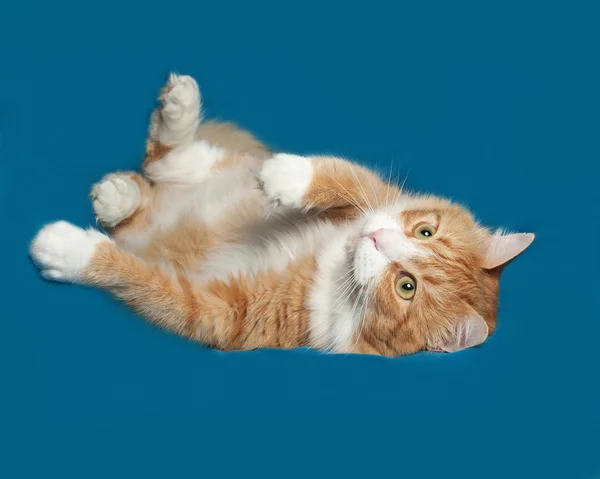 Red and white fluffy cat lies on blue — Stock Photo, Image