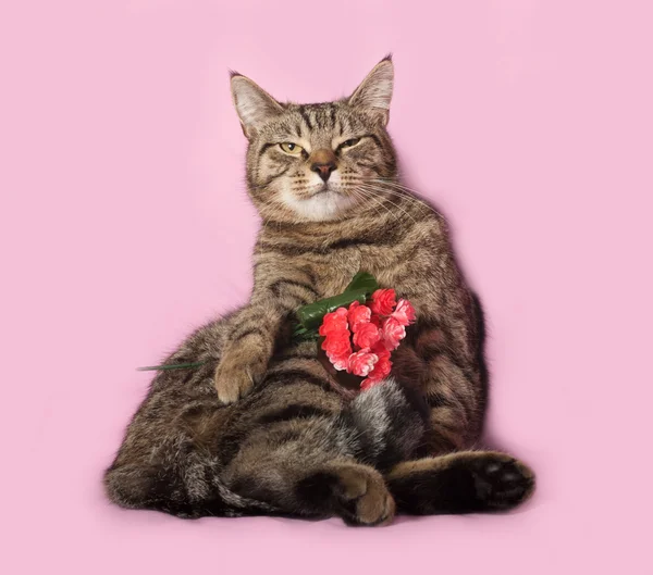 Pręgowany kot siedzi na NK — Zdjęcie stockowe
