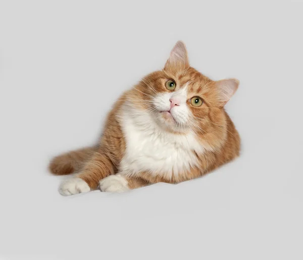 Красно-белый пушистый кот лежит на сером — стоковое фото