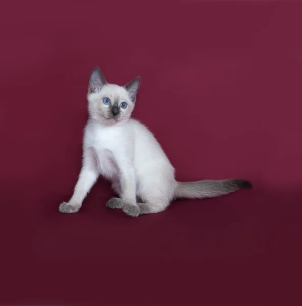 Thai white kitten sitting on burgundy — Stock Photo, Image