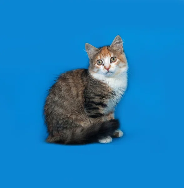 Tricolor gatinho sittng em azul — Fotografia de Stock