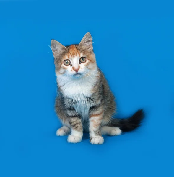 Tricolor kitten sittng op blauw — Stockfoto