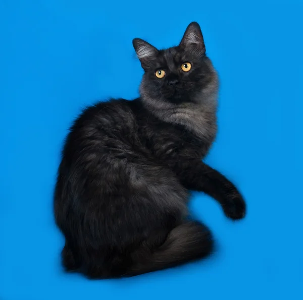Fluffy gray and black cat sitting on blue — Stock Photo, Image