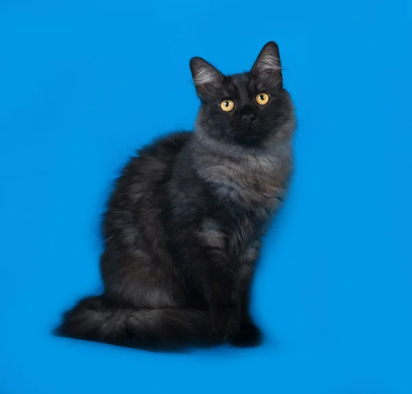 Nadýchaný šedá a černá kočka sedí na modré — Stock fotografie