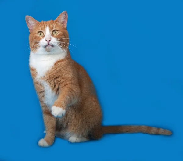 Red and white cat sitting on blue — Stock Photo, Image