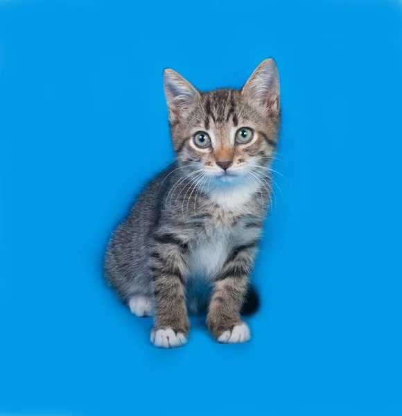 Chaton rayé et blanc assis sur bleu — Photo