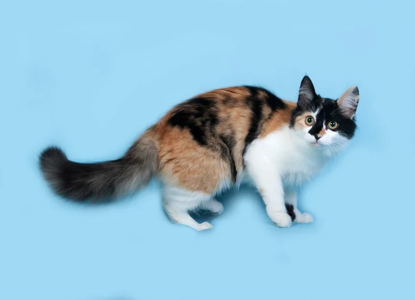 Τρίχρωμη γατάκι στέκεται στο μπλε — Φωτογραφία Αρχείου