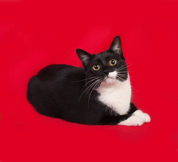 黑色和白色的猫咪趴在红 — 图库照片