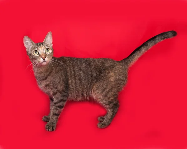 Триколор смугастий кіт стоїть на червоному — стокове фото