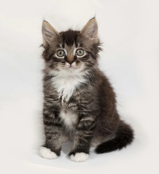 Siberian fluffy tabby kitten sitting on gray — Stock Photo, Image