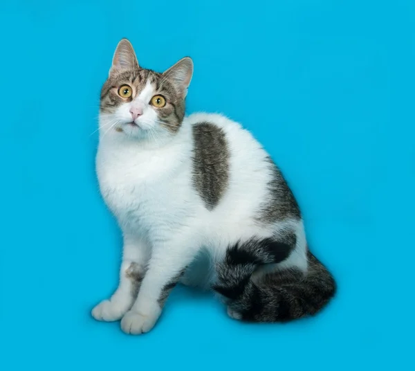 黑白斑点狗坐在蓝色的猫 — 图库照片