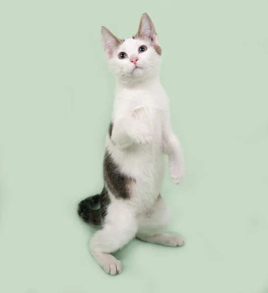 Белый полосатый котенок, сидящий на зеленом — стоковое фото