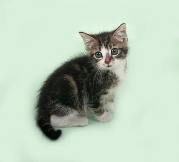 White and striped kitten sitting on green — Stock Photo, Image