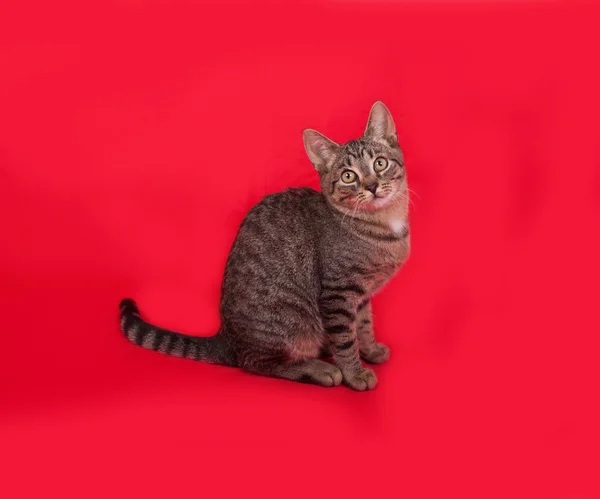 Tabby kitten sitting on red — Stock Photo, Image