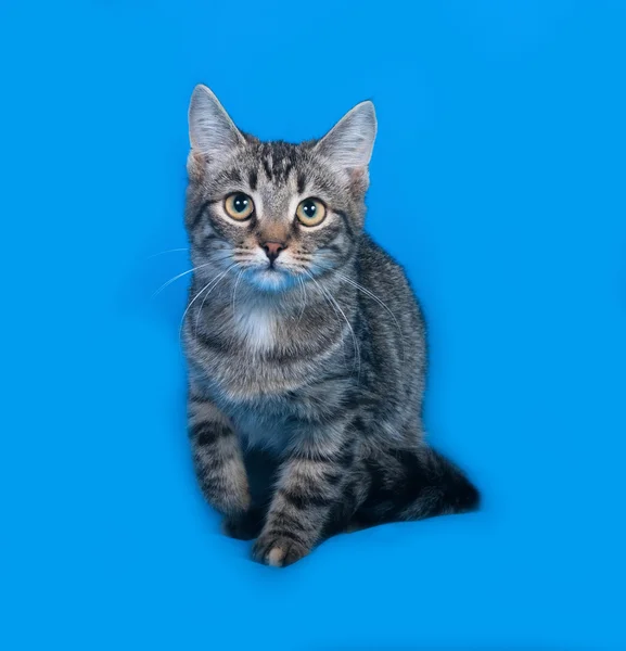 坐在蓝色背景上的斑纹猫 — 图库照片