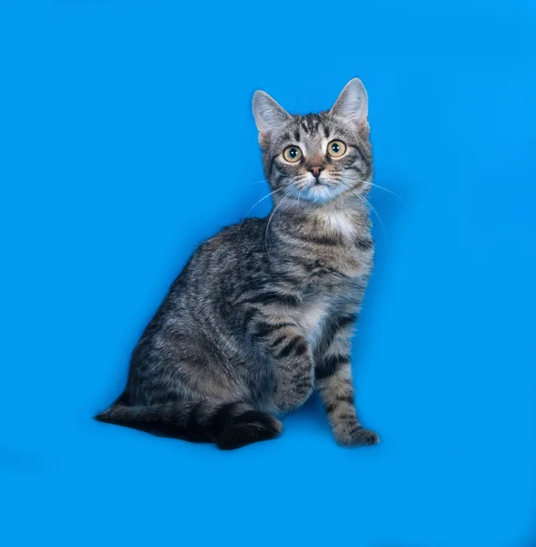 Табби котенок, сидящий на голубом — стоковое фото