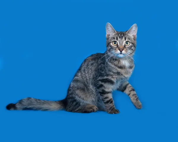 Gatito a rayas sentado en azul —  Fotos de Stock