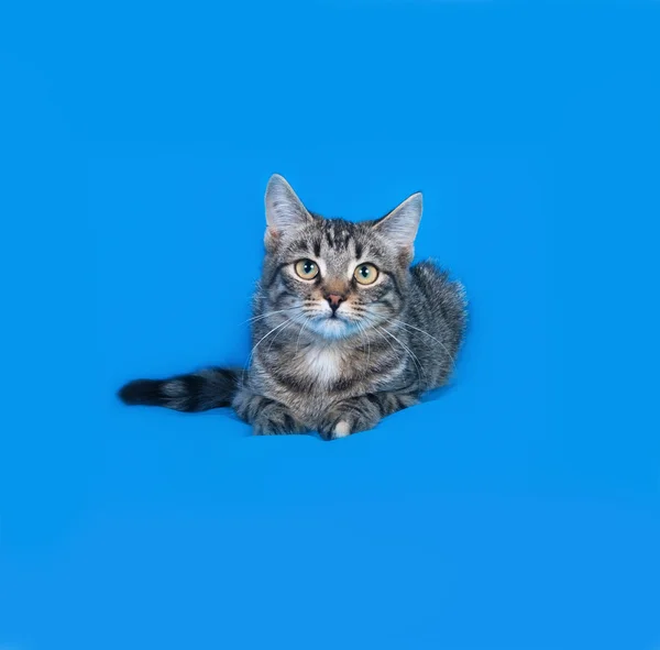Gatito rayado acostado sobre azul —  Fotos de Stock