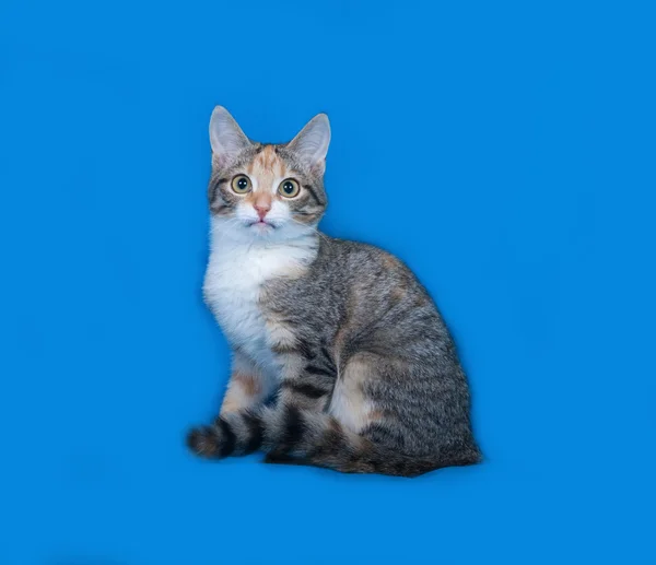 Tricolor randig kattunge sitter på blå — Stockfoto