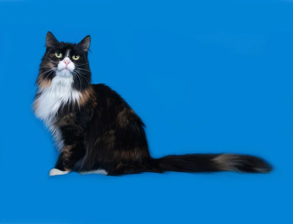 Tricolor fluffy cat sits on blue — Stock Photo, Image