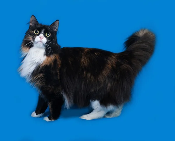 Tricolor flauschige Katze steht auf blau — Stockfoto