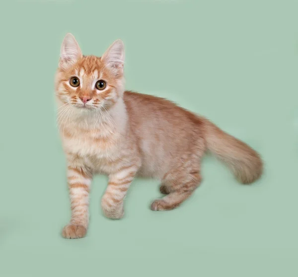 Красно-белый котенок, стоящий на зеленом — стоковое фото