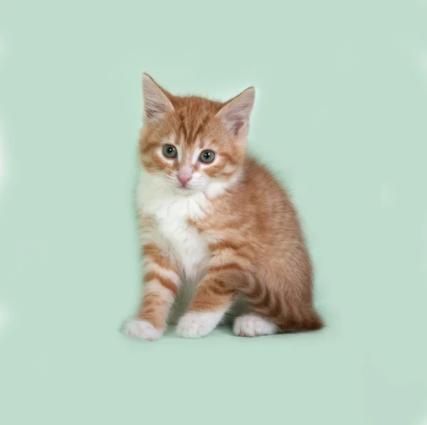 Gatito rojo y blanco sentado en verde — Foto de Stock