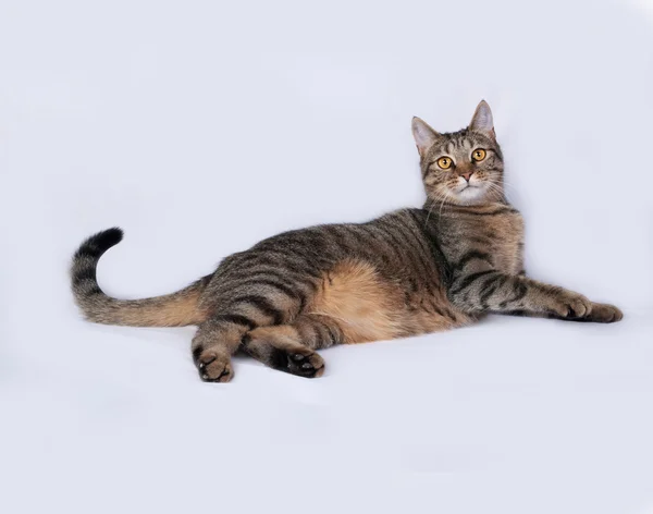 Striped and white cat lies on gray — Stock Photo, Image