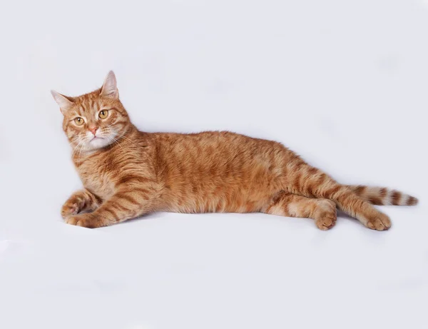Gri üzerine yalan kırmızı tekir kedi — Stok fotoğraf