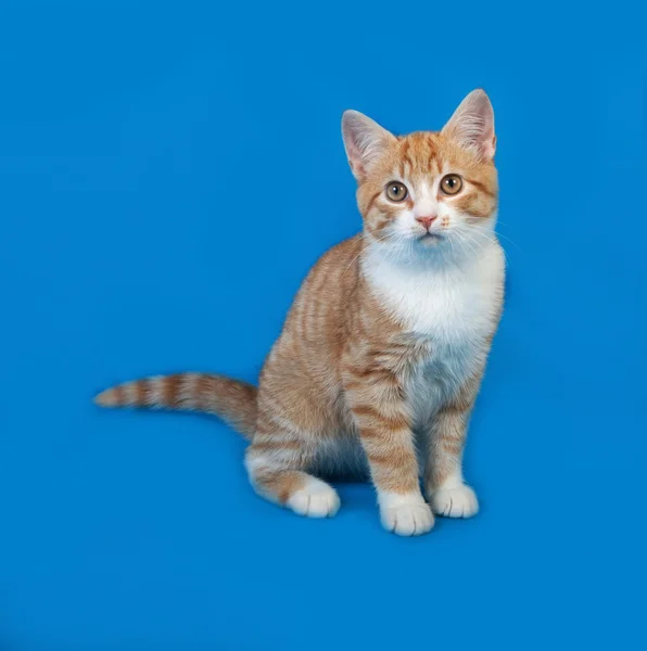 Красно-белый полосатый котёнок сидит на синем — стоковое фото