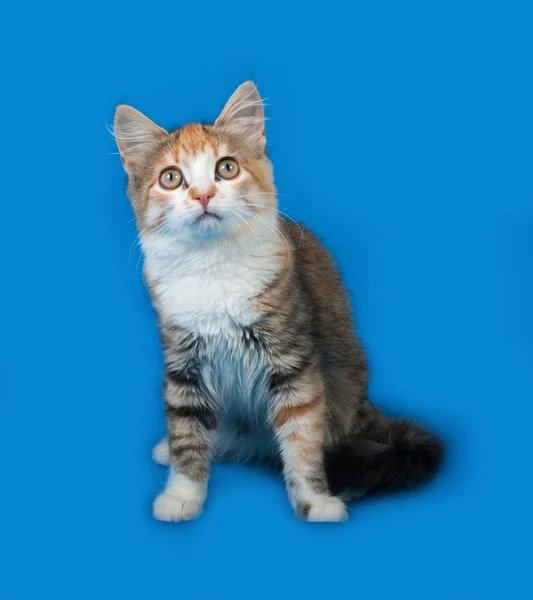 Tricolor kot siedzi na niebiesko — Zdjęcie stockowe
