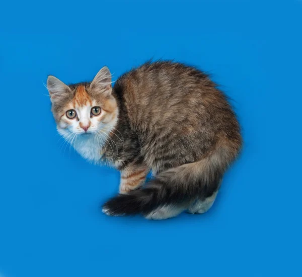 Tricolor kitten standing on blue — Stock Photo, Image