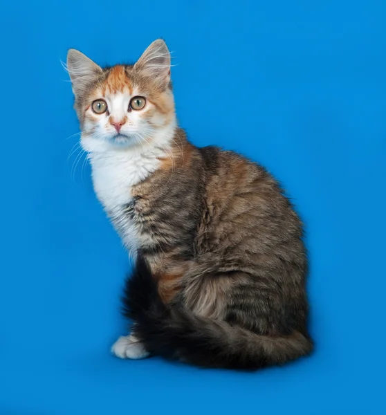 Tricolor gatito sittng en azul — Foto de Stock