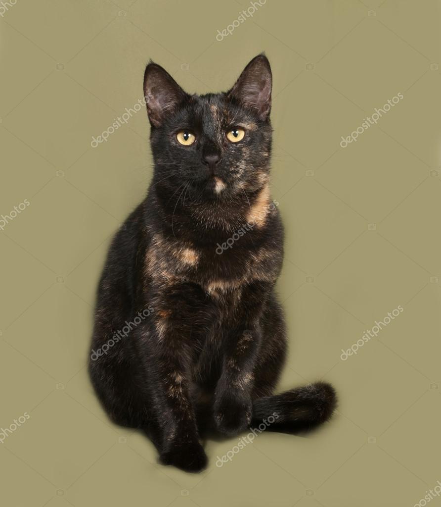 Gatto Nero E Rosso Che Si Siede Su Verde Foto Stock Darzyhanna