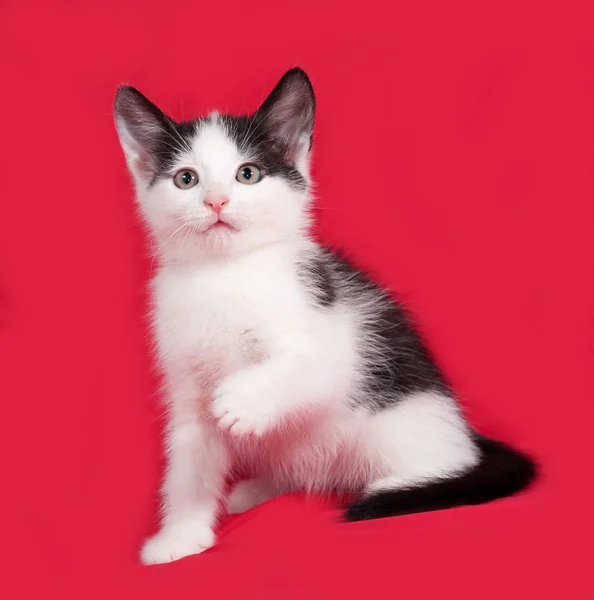 Černé a bílé kotě sedící na červené — Stock fotografie