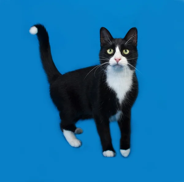 Schwarz-weiße Katze steht auf blau — Stockfoto