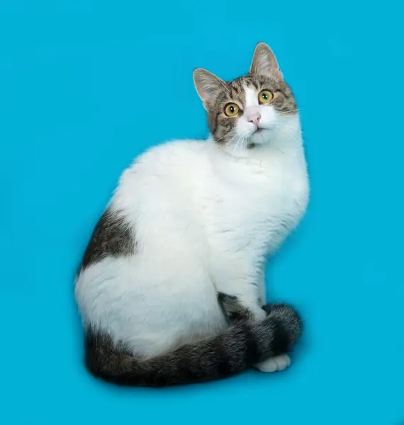 White spotted cat sitting on blue — Stock Photo, Image