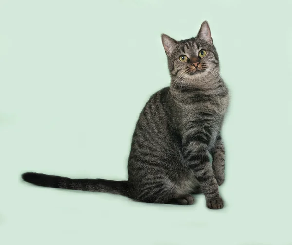 坐在绿色的条纹的猫 — 图库照片