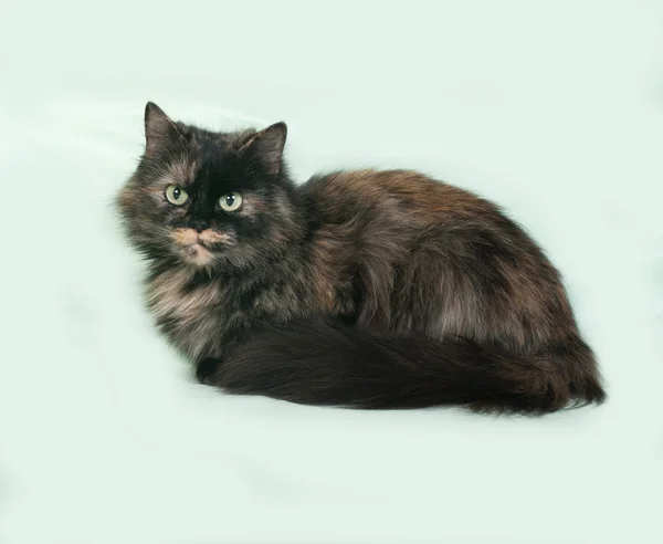 Tricolor Katze sitzt auf grünem Hintergrund — Stockfoto