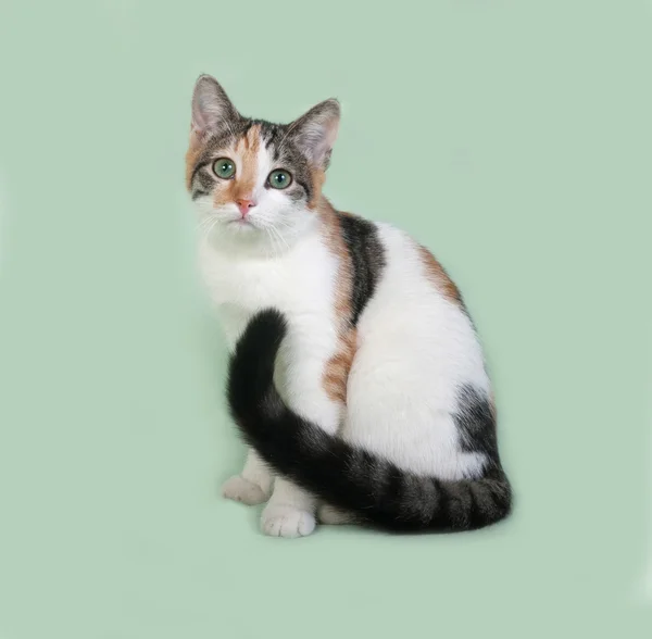 Tricolor cat sits on green — Stock Photo, Image