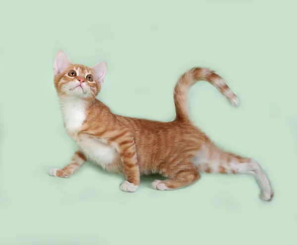 Red and white kitten going on green — Stock Photo, Image