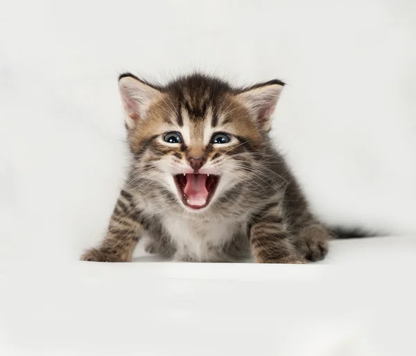 Striped and white kitten standing on gray — Stock Photo, Image