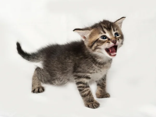 Striped and white kitten standing on gray — Stock Photo, Image