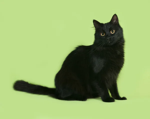 Černou chlupatou kočičku se nachází na zelené — Stock fotografie