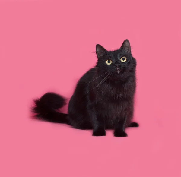 Gatto nero soffice seduto sul rosa — Foto Stock